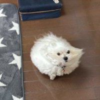風