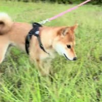 捕まえようと奮闘