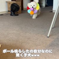 音が鳴るボールを咥えて…