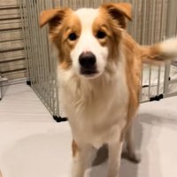 かまってちゃんな中型犬