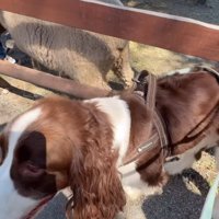 顔を逸らす犬