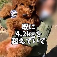 子犬時代からデカかった