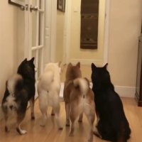 通路へ向かう3匹の犬