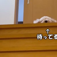 ロアくんが上で待っています！
