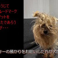 毛がボサボサになっているメスの老犬
