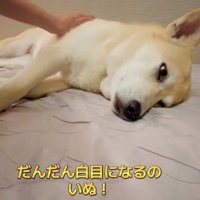 白目になってきたすいちゃん