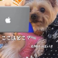 不安そうな犬