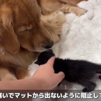 ときにはボディーガードとして活躍
