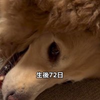 みるくちゃんと蘭ちゃん5