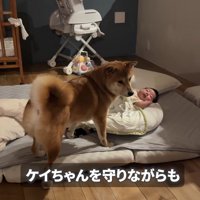 子煩悩なむぎちゃんでした