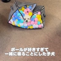 ボールに包まれてスヤスヤ