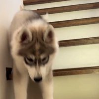 両足で降りるパウくん