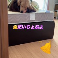 娘さんを起こすそなちゃん