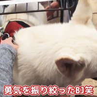 やっと乗ってくれました