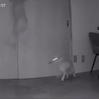 跳んだり歩いたりしている小型犬達
