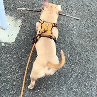 枝をくわえて歩く小型犬