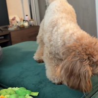 そのままソファの隙間へ…