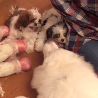 人のそばではしゃぐ犬たち