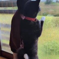 実は秋田犬でした！