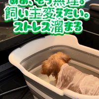 お風呂に入るぽちこちゃん