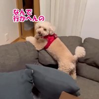 悲しげな声で鳴いています