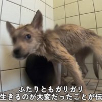 ガリガリに痩せて怯えていた