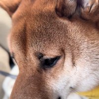 アップのこてつ君