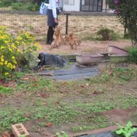 営業中のヤクルトレディさん！