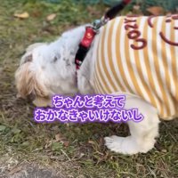 草の上で何かを探すように顔を下げる犬