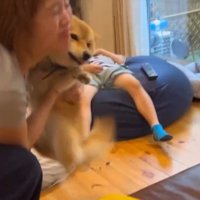 お母さんと遊ぶ犬4