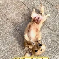 ヘソ天で寝転がる小型犬