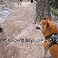 構ってほしそうなナラちゃん