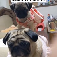 背中に乗る子犬