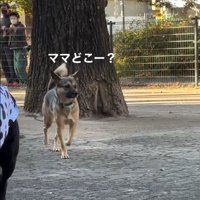 ママを探すカッパちゃん