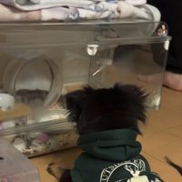 伏せで見つめる犬