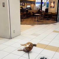 スタバに入りたい茶々麻呂之介くん