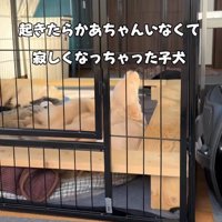 母犬がいなくなって…