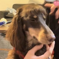 目を細めて落ち着く犬