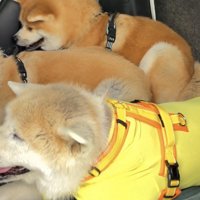 体を寄せる犬