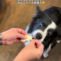 ペロリと食べちゃった！