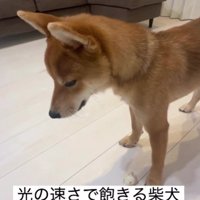 一瞬で飽きちゃった