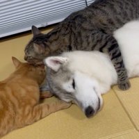 ユキちゃんの取り合い！？