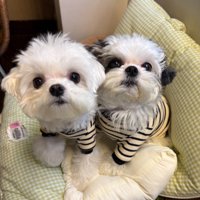 お顔もふわふわ感もそっくり♪