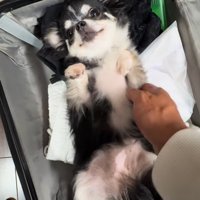小型犬を抱き上げようとする飼い主