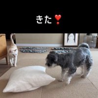 告げ口するモネちゃん9