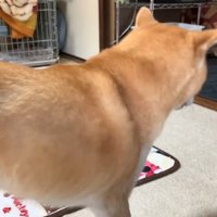 鼻息をフンッ