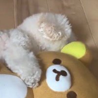 くまのぬいぐるみに抱きついて眠る犬