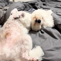 ベッドでもへそ天！