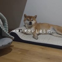 柴犬のはちくん