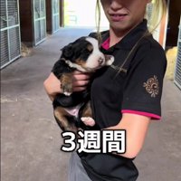 生後3週間のスワロちゃん